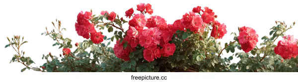 [Transparent Background PNG]Beautiful Red Roses in Full Bloom