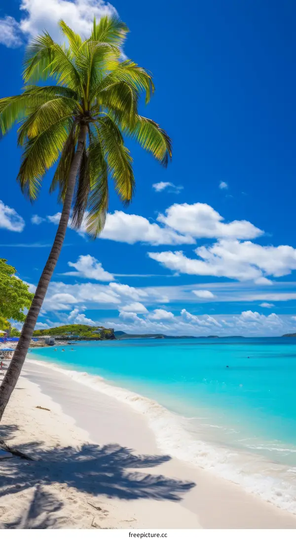 Palm Tree on a Tropical Beach with Turquoise Water and White Sand