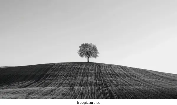 Lonely Tree on a Hill