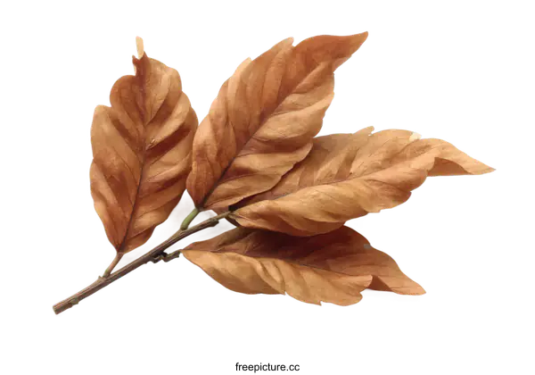 [Transparent Background PNG]Dried Leaves on White Background