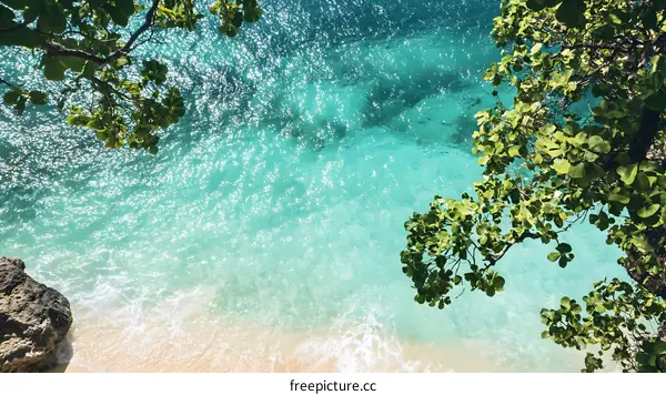 Clear Blue Water and Green Leaves Overhanging From a Tree