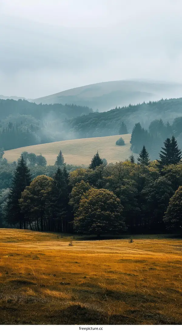 Misty Mountains and Golden Field