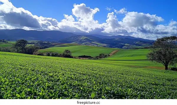 Vast Green Fields Stretching Towards Mountains Under a Clear Sky