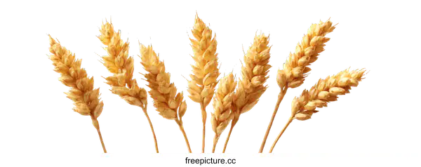 [Transparent Background PNG]Closeup of Wheat Ears on White Background