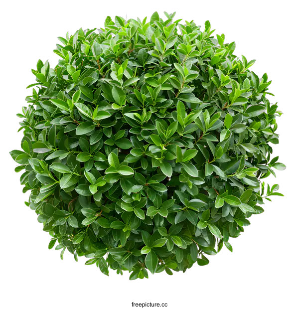 [Transparent Background PNG]Green Bush Top View Isolated On White Background