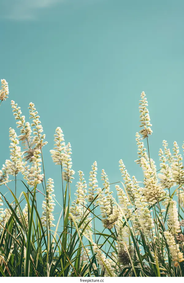 White Flowers with Green Grass Under a Blue Sky