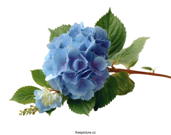 [Transparent Background PNG]Beautiful Light Blue Hydrangea Flower