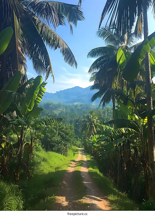 Tropical Path Through Lush Green Foliage and Palm Trees