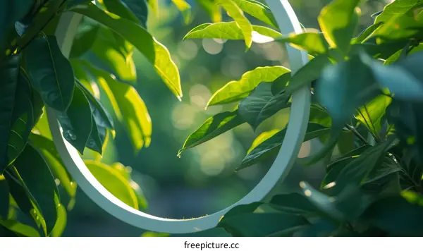 Close-up of green leaves with a white circle in the foreground