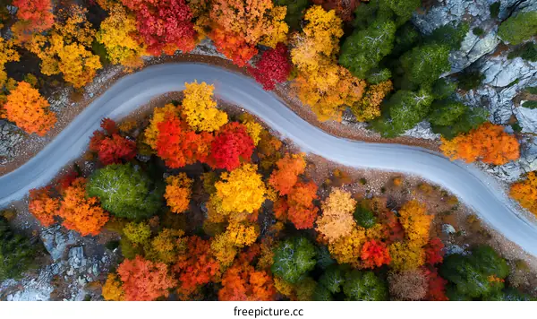 Autumn Road Winding Through Colorful Forest