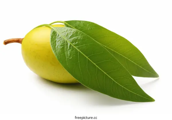 Yellow Pear Fruit with Green Leaves