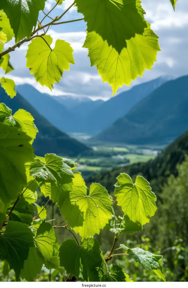Green leaves of a plant with a mountainous landscape in the background