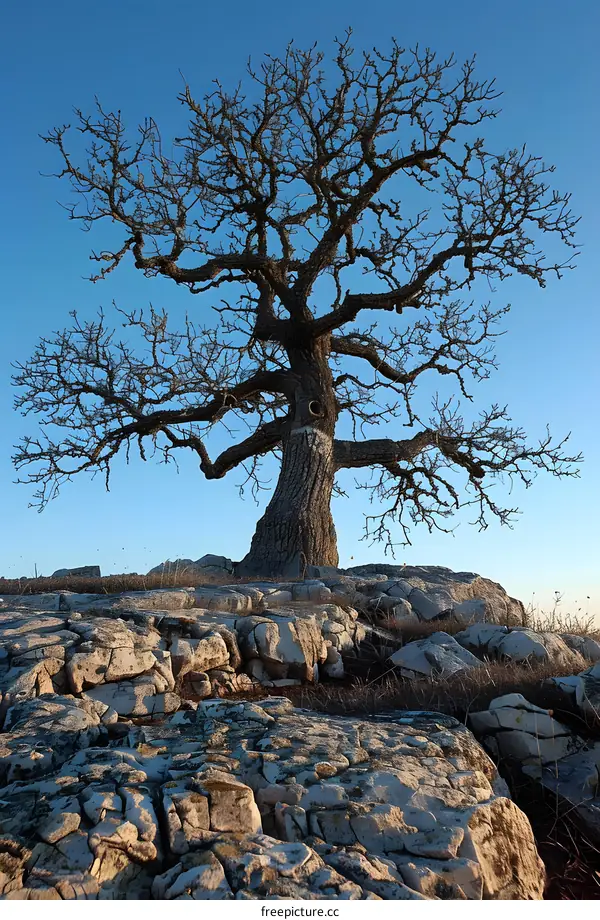 gnarled tree on rocky hill