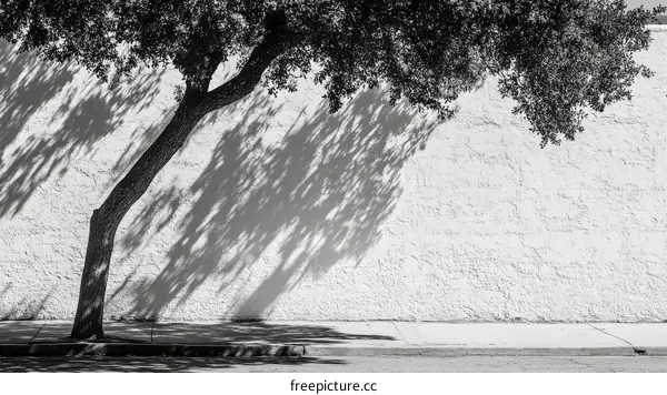 Tree Shadow on White Wall in Black and White