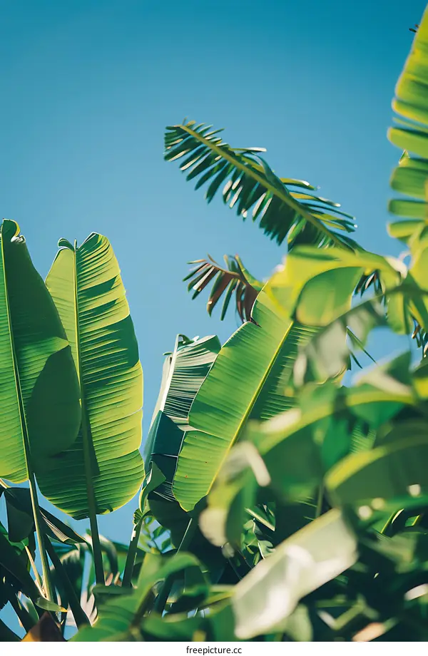 Green Banana Leaves Against Blue Sky