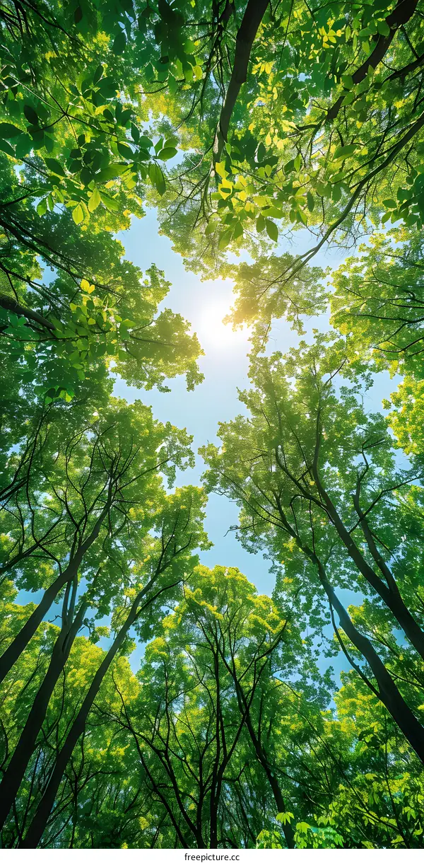 Looking Up Through Lush Green Canopy of Trees in the Forest