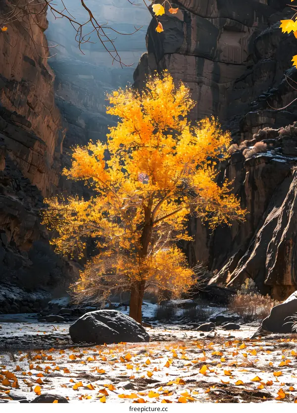 Golden Tree in Snowy Canyon