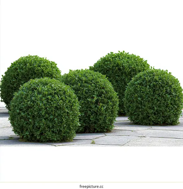 Group of Spherical Green Bushes on Stone Pavers
