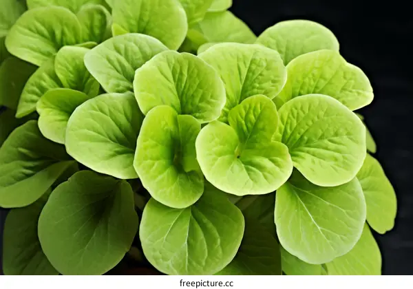 Close-up Photograph of a Lush Green Plant with Round Foliage