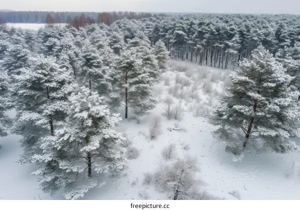 Aerial view of a snowy forest in winter