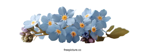[Transparent Background PNG]Delicate Forget-Me-Nots on a Light Background