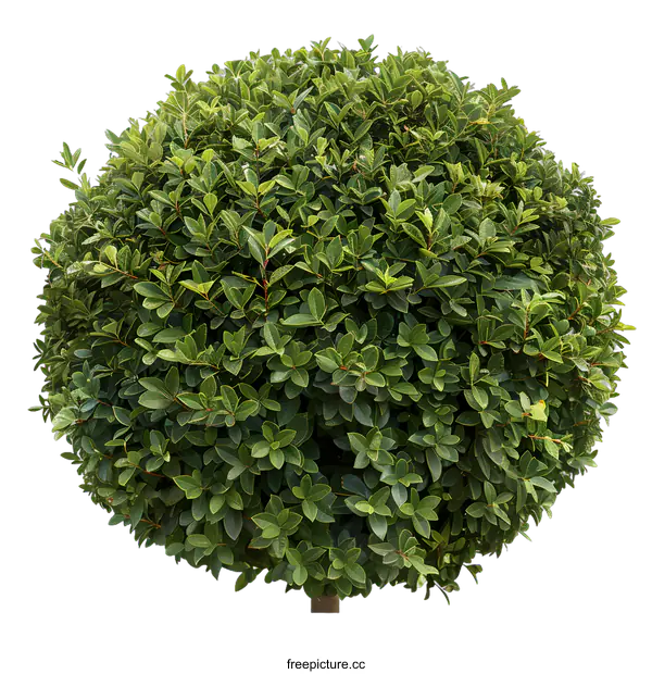 [Transparent Background PNG]Green Bush Isolated on White Background