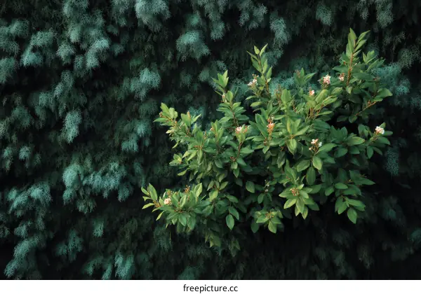 Green Plants and Lush Foliage Arrangement
