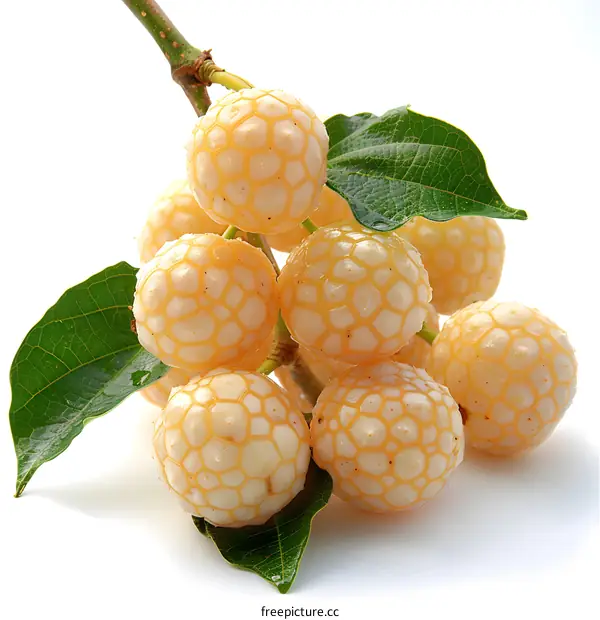 Cluster of ripe Polynesian chestnuts on a branch with leaves