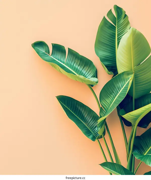 Tropical Leaves On Beige Background Minimalist