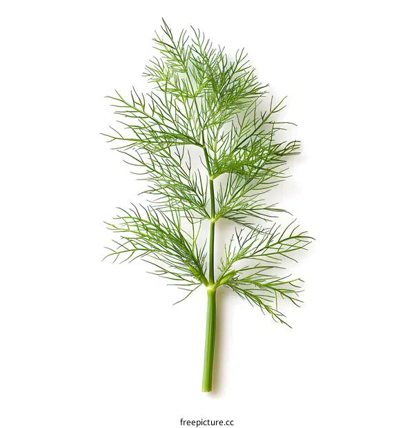 Fresh Green Dill Sprig Isolated on White Background