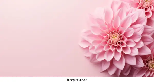 Pink Dahlia Blossom on Soft Pink Background