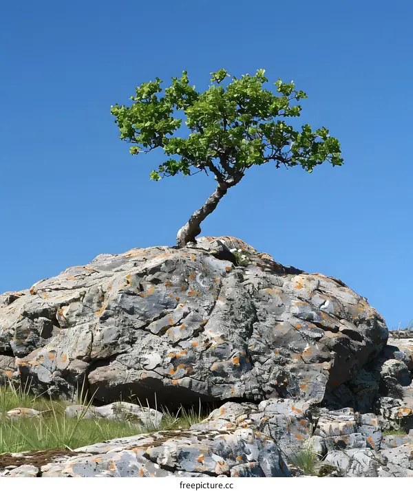 Lone Tree on a Rock
