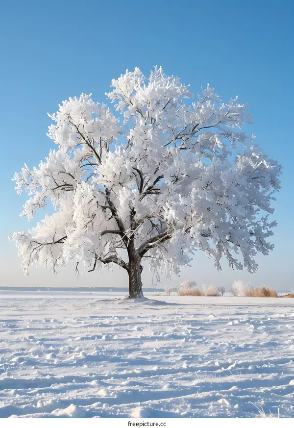 A Solitary Tree In The Snow