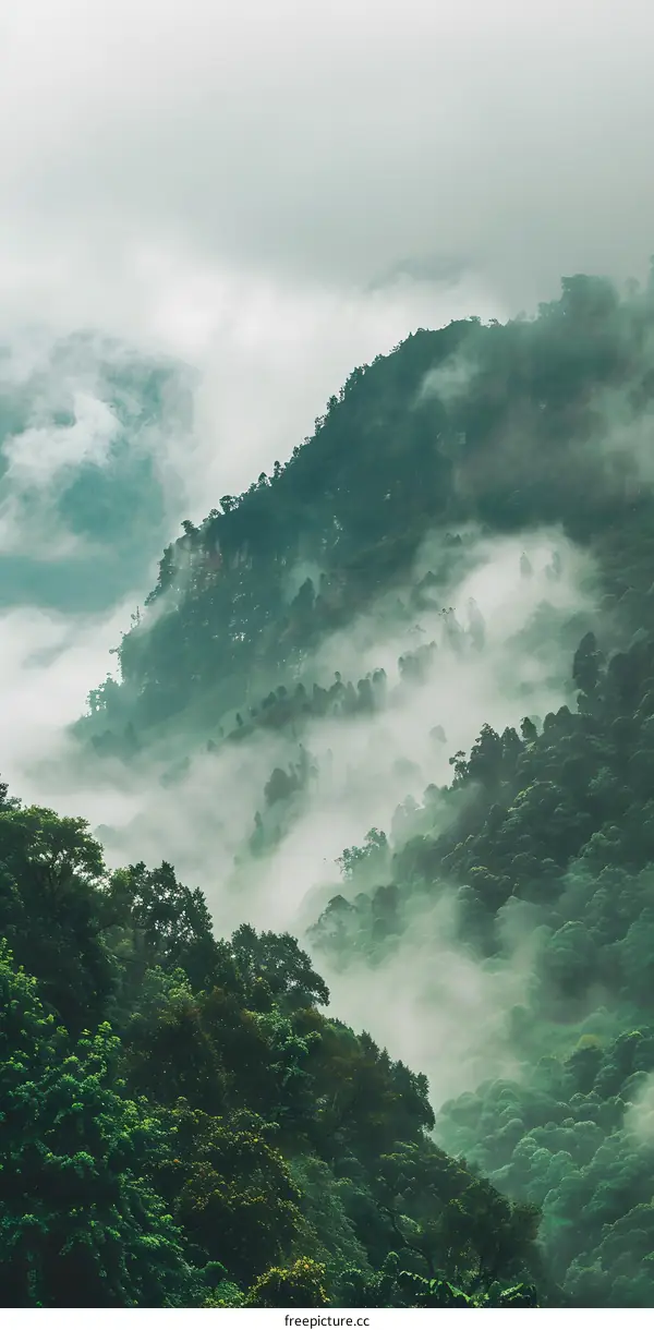Green Forest Landscape with Fog and Mist
