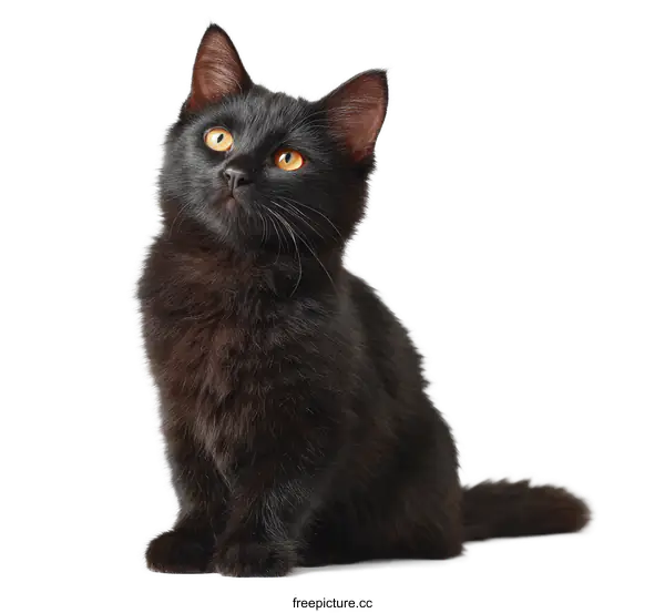 [Transparent Background PNG]Adorable Black Kitten Studio Shot