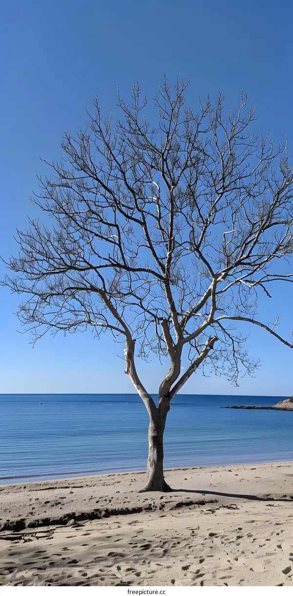 Bare Tree on Sandy Beach by the Ocean with Blue Sky