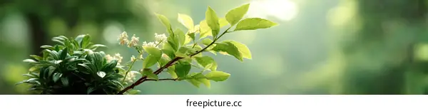 Fresh Spring Leaves and Blossoms in Nature