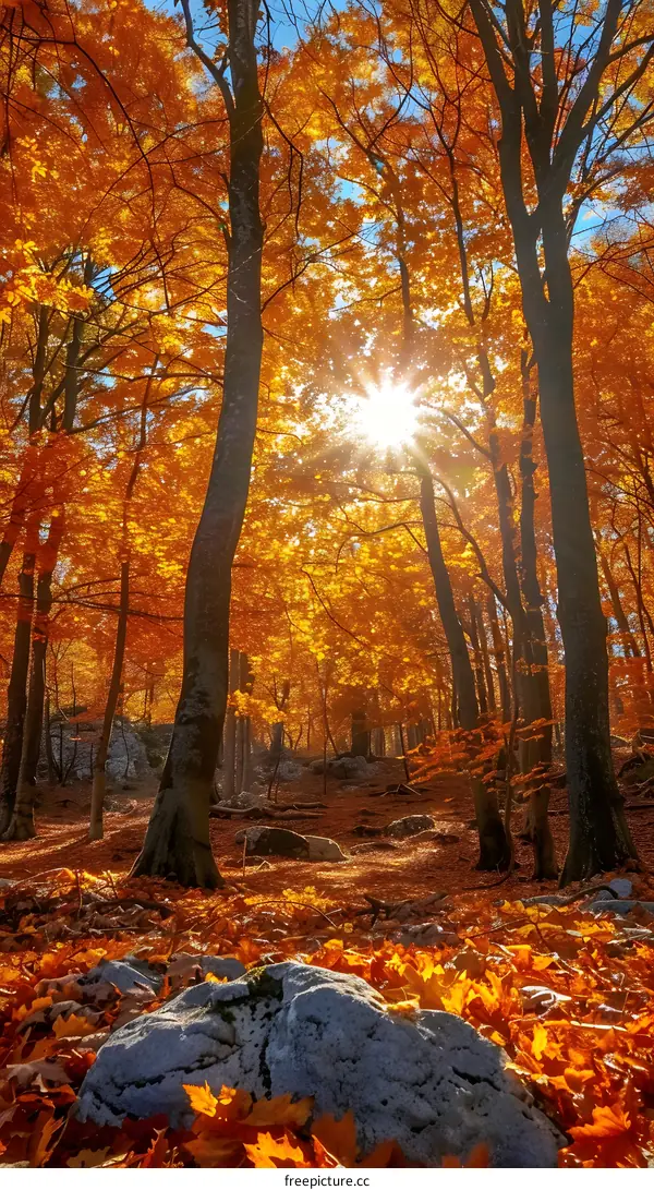 The sun shines through the tall trees in the autumn forest