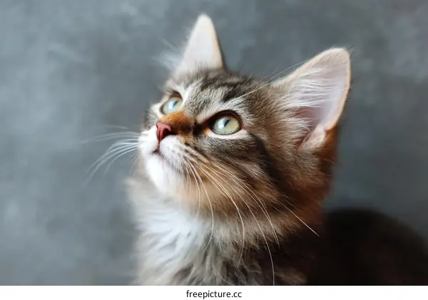 Closeup Kitten Looking Upward against a Gray Background