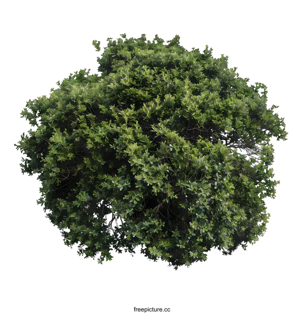 [Transparent Background PNG]Green Bush Isolated on White Background