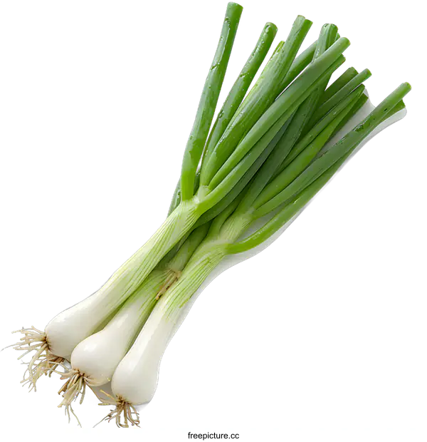 [Transparent Background PNG]Fresh green spring onion