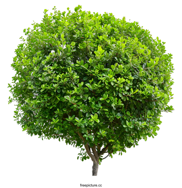 [Transparent Background PNG]Green Bush Tree Isolated On White Background