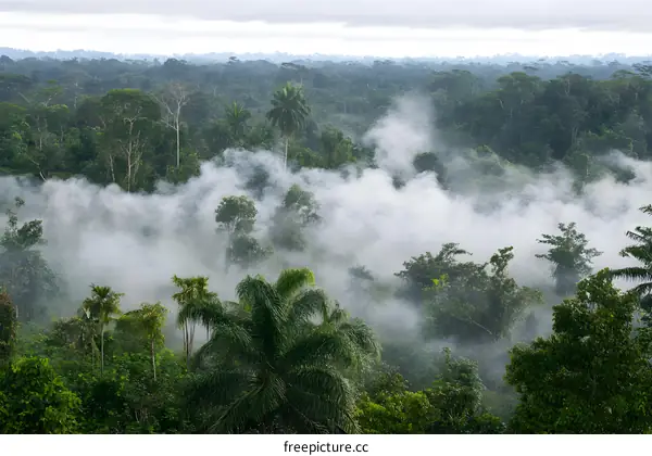 Foggy Rainforest Landscape With Lush Greenery