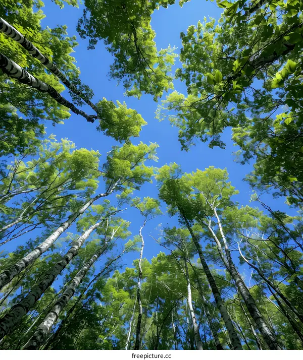 Looking Up Through The Canopy Of Trees