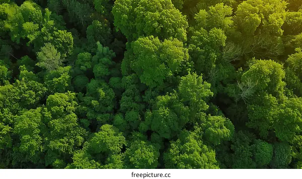 Aerial view of a lush green forest with the sun shining through the trees