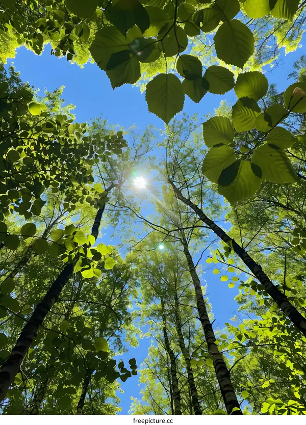 Looking up through the leaves of the trees to the bright blue sky