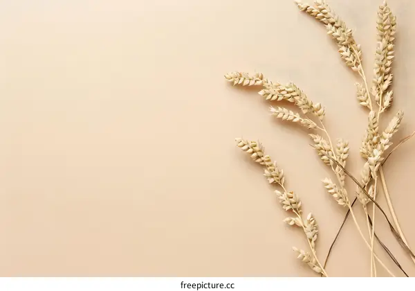 Wheat Stalks on Beige Background