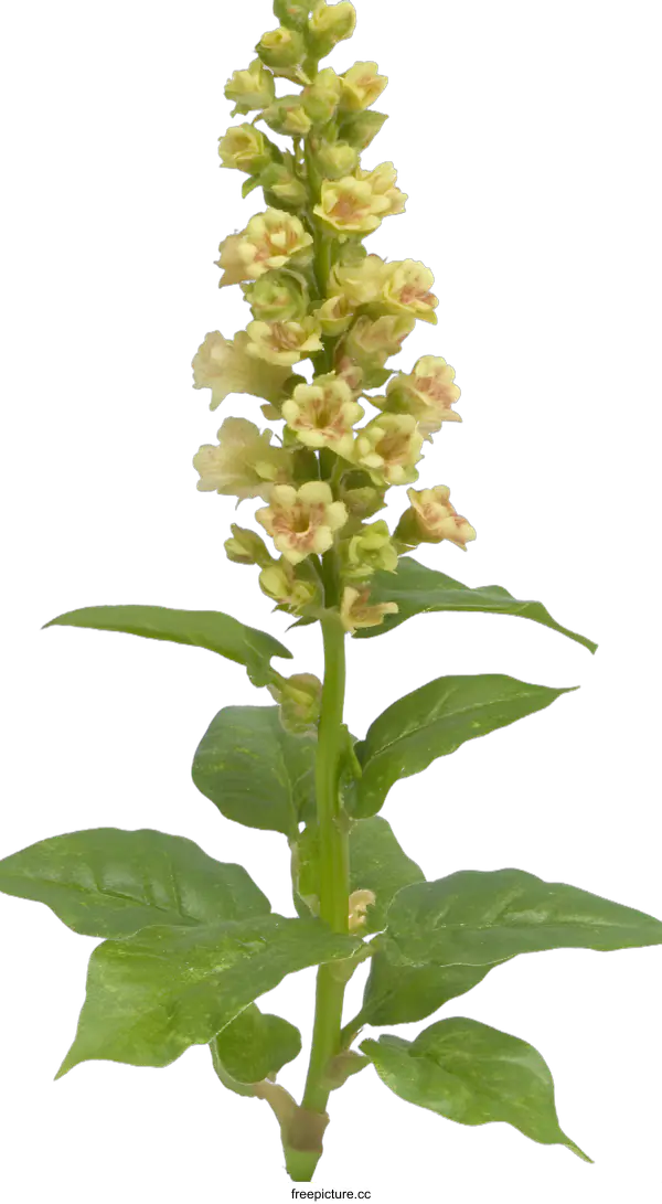 [Transparent Background PNG]Closeup of a Single Pale Yellow Flower