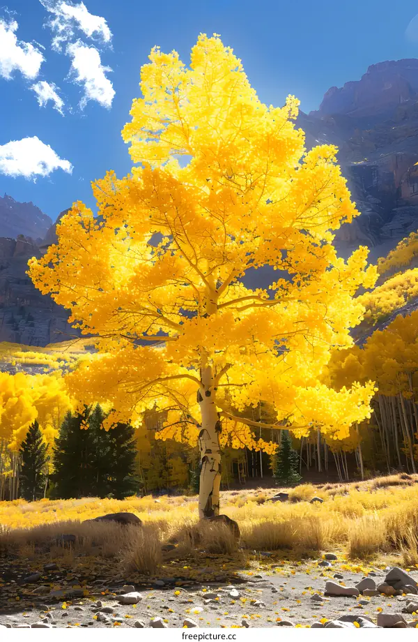 Golden Aspen Tree in Autumn