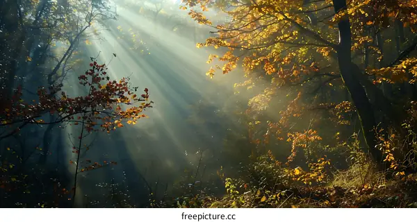 Sunlight Beams Through Fall Foliage in a Forest